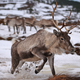 My reindeer friend.